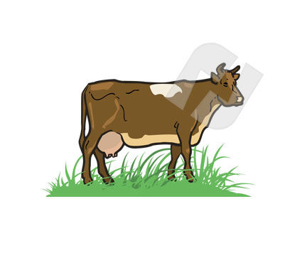 Cow Clipart #00244