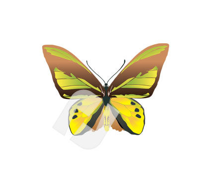 clip art butterflies. Butterfly Clipart #00251